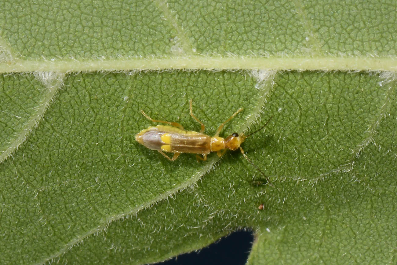 Cantharidae: Malthinus sp?  S, Malthinus sordidus